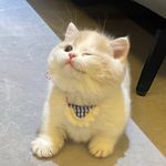 一枚小心眼子