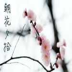 【朝花夕拾】你一出现就喜欢-NJ杺瞳