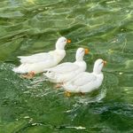 赚满一个亿就退休AvA