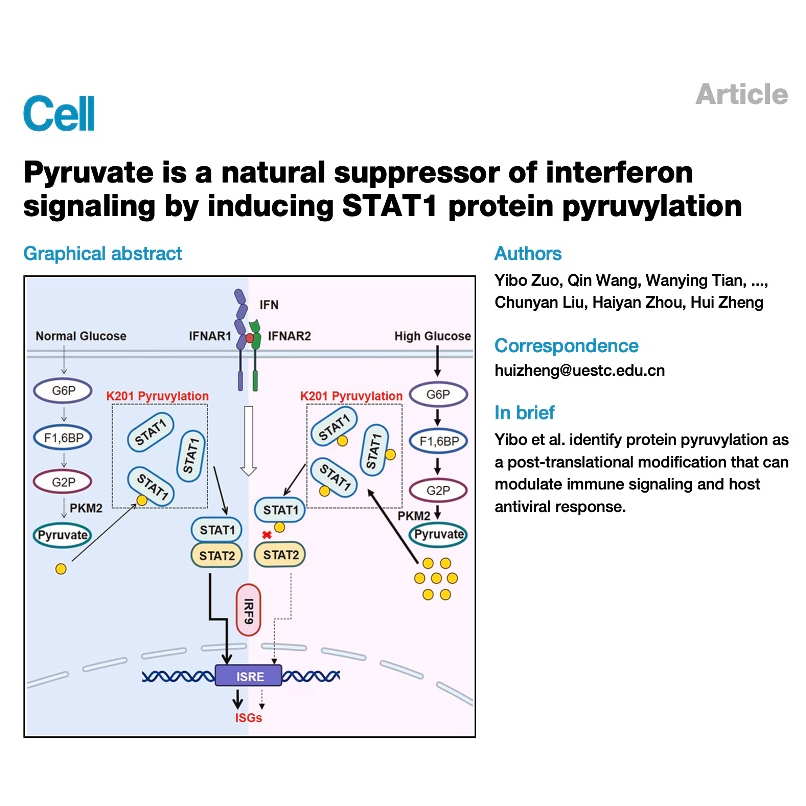 632-Pyruvate is a natural suppressor of interferon signaling episode artwork