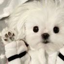 麒麟子运营模特PR
