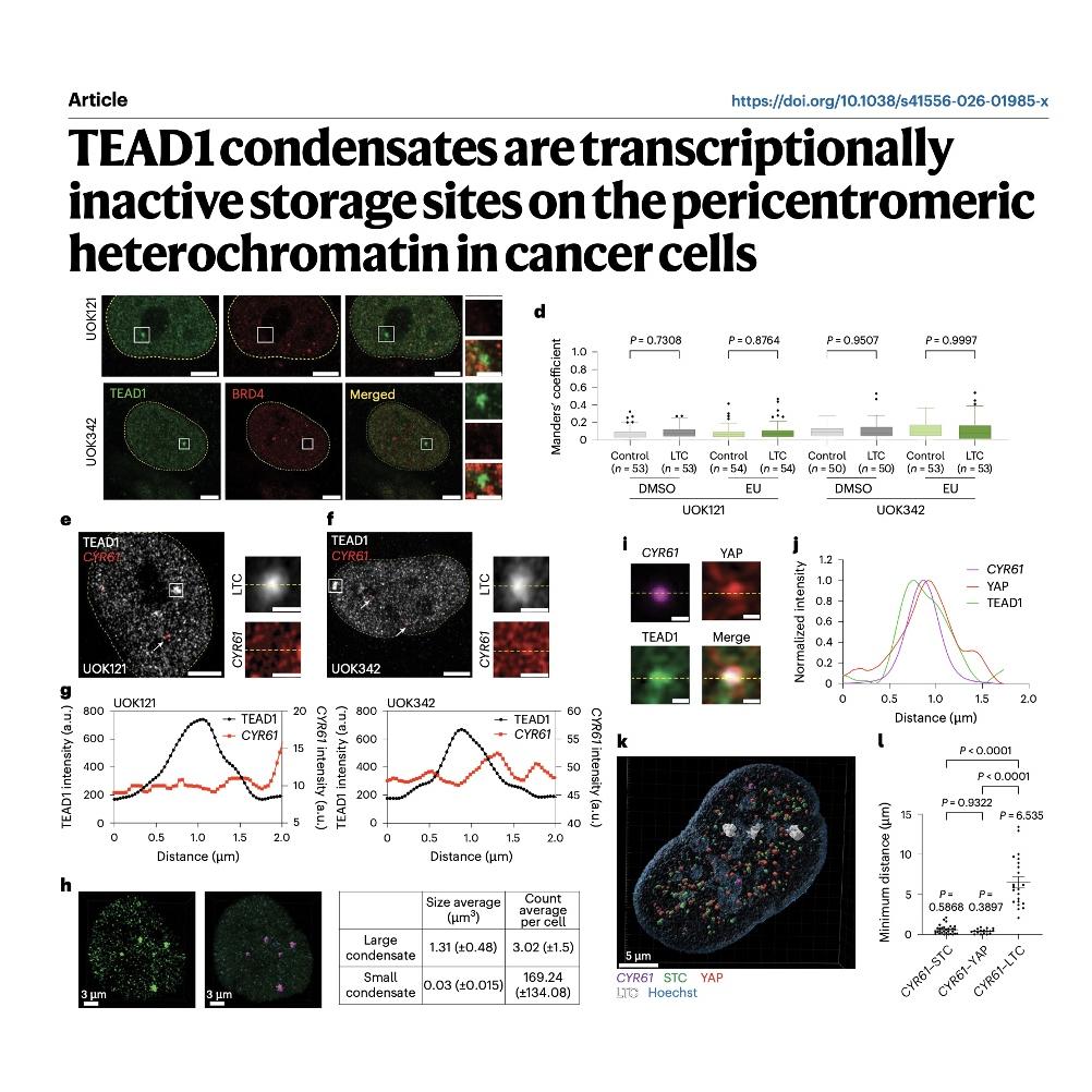 1236-TEAD1 Condensates: Inactive Storage Sites episode artwork