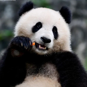 Vol.12 撑伞者联盟|大熊猫:60年保护之路,生态邻居不止八千万