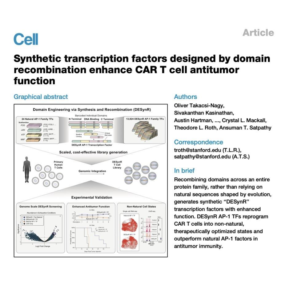 1568-Synthetic Transcription Factors for CAR T Cells episode artwork