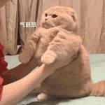 俊俏的人儿