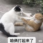 mj的小熊耳朵