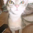 Dandi_9nTv