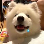 海棠T