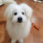 聪明睿智的小福