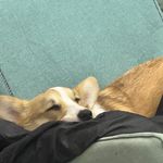快乐bb猪想圈钱