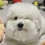 一匹灰羊