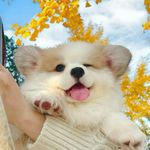 小懒欣