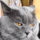 怡宝Cestbon