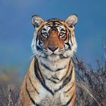 呼呼大睡到天亮