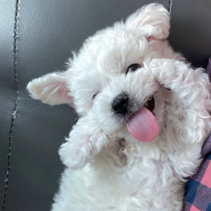 H. 一个来自小赵的迟到自我介绍。