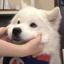 戴帽子的熊