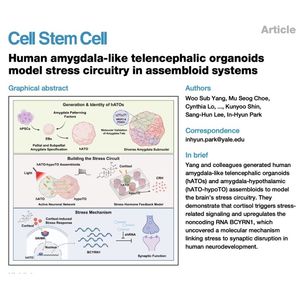 1106-Amygdala-Like Organoids for Modeling Stress Circuitry