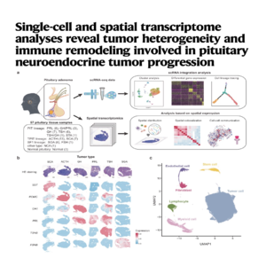 135-PitNET Heterogeneity and Immune Remodeling