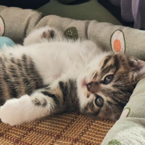 09.没有猫的野人，后来有了猫