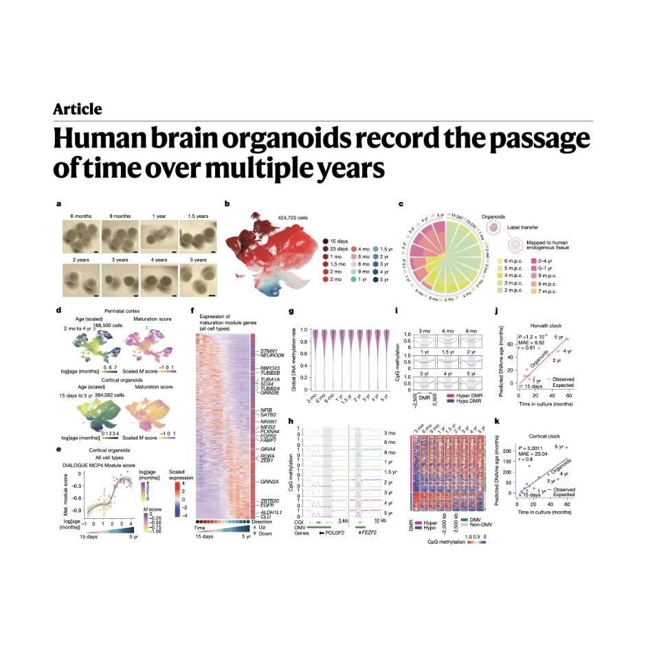 1538-Maturation of Long-Term Human Brain Organoids episode artwork