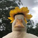 frownbu