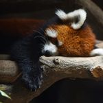 快和牛魔王出来看我推