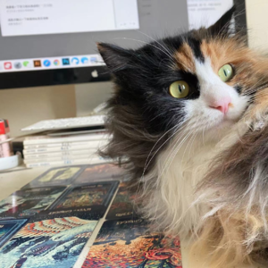 👁️玄学会客厅 018｜窥见未来的剧本后，我常怀疑世界是假的 Ft.酒友塔罗