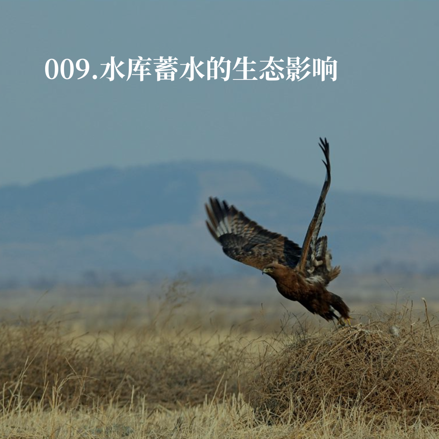 009.寂静的冬天：北京的鸟儿怎么不见了？ episode artwork