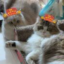 如何预防腿毛打结