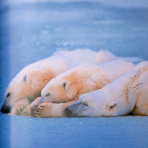 07｜极地世界的魅力与脆弱