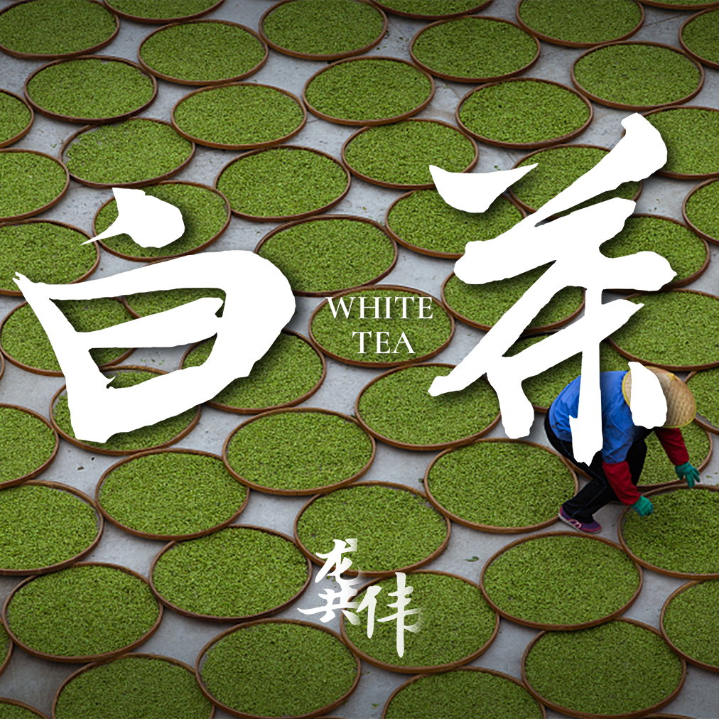 关于“小白、大白、水仙白”，咱们从建阳说起 episode artwork