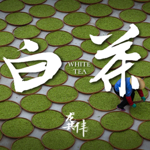 关于“小白、大白、水仙白”，咱们从建阳说起