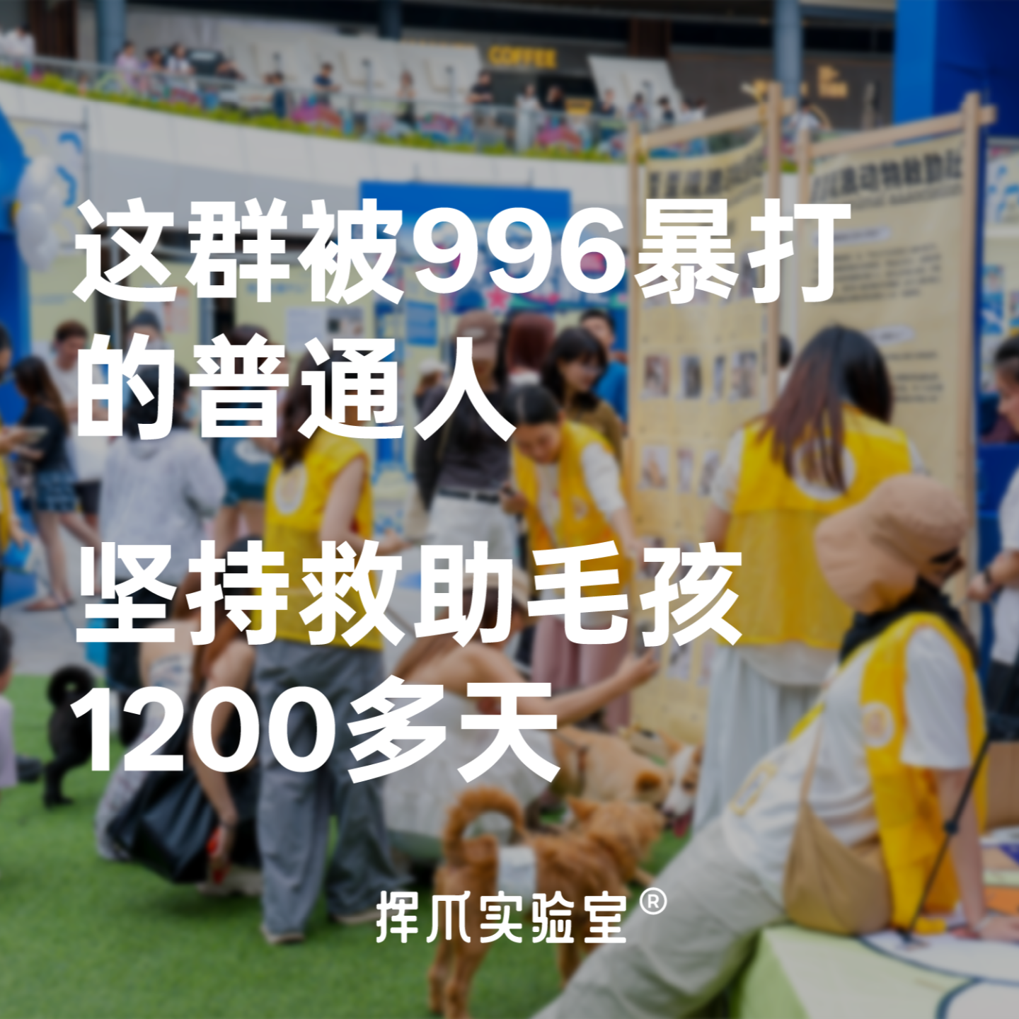 E.1 这群被996暴打的普通人，坚持救助毛孩1200多天 episode artwork