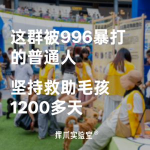 E.1 这群被996暴打的普通人,坚持救助毛孩1200多天