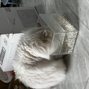 062.当你情绪低落的时候，会思考一些什么呢？