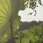 曰清辞