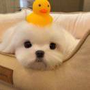 犟驴一只