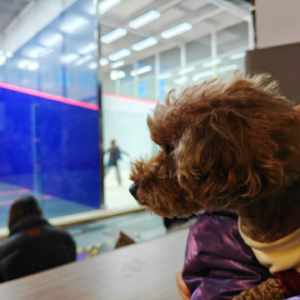 Vol.02｜壁球新手，作为小白、我们应该如何告别乱打一气？🤔