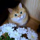 Meowtopia