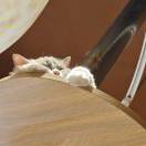 头顶柚子皮俺是万人迷