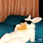 不吃胡萝卜的兔子