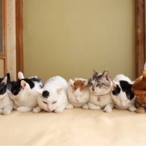 特朗普的副总统候选人为什么是万斯