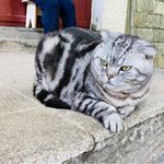 一只大黑猫