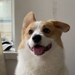 椰树牌脆脆鲨鱼