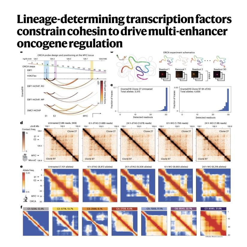 979-Multi-Enhancer Oncogene Regulation episode artwork