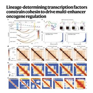 979-Multi-Enhancer Oncogene Regulation