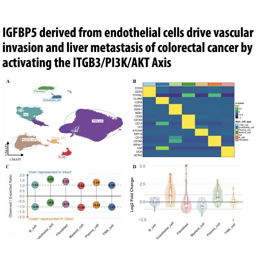 1412-IGFBP5+ Endothelial Drives Colorectal Cancer Metastasis episode artwork