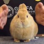 吃你家饭了吗
