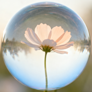 世界上现存最古老的树是什么？它为何能活这么久？