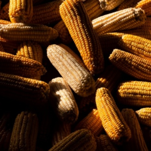 孙志刚贵州往事：强推农村产业改革，一年“消灭”近800万亩玉米